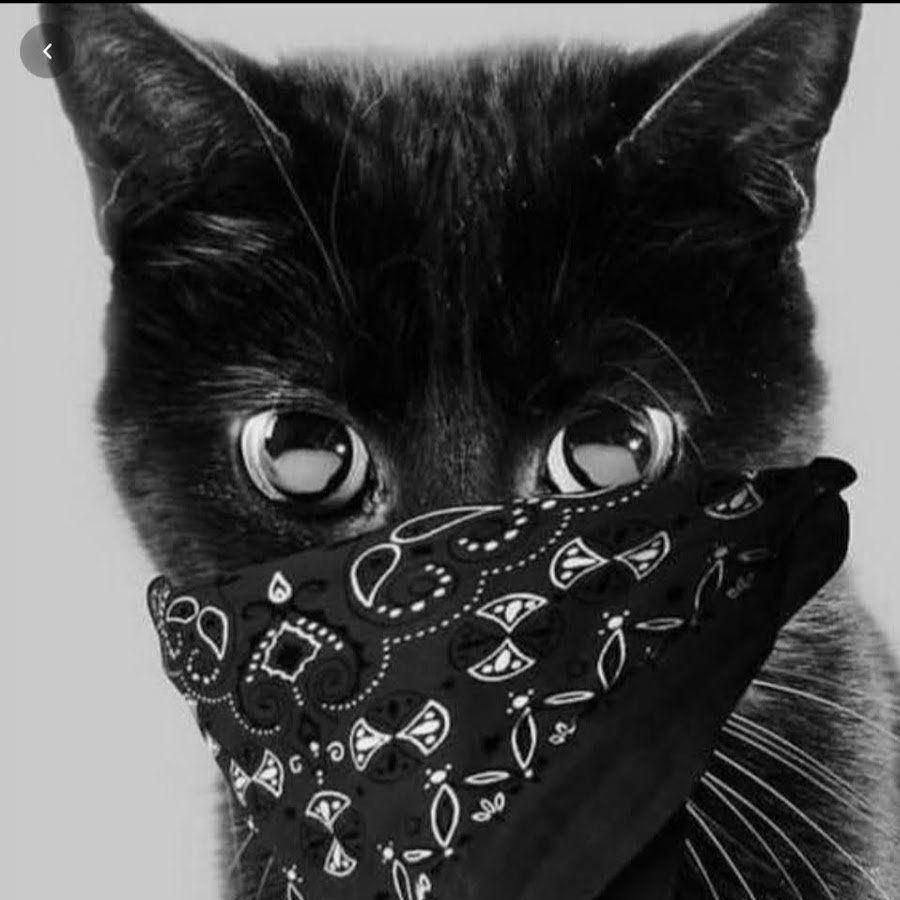 Котик на аватарку в ватсап