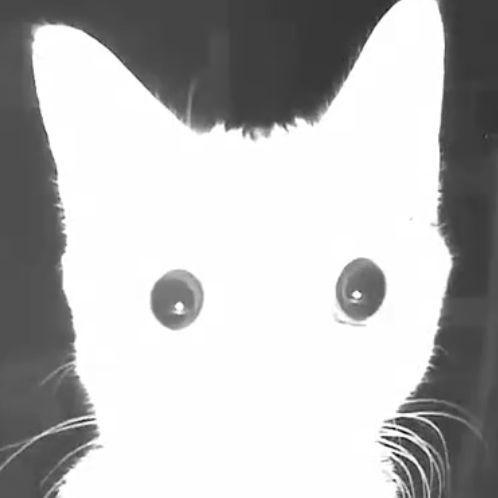 asterzs avatar