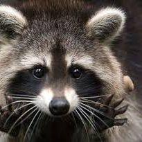raccoons