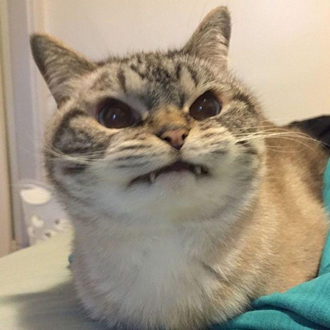 foumymeow avatar