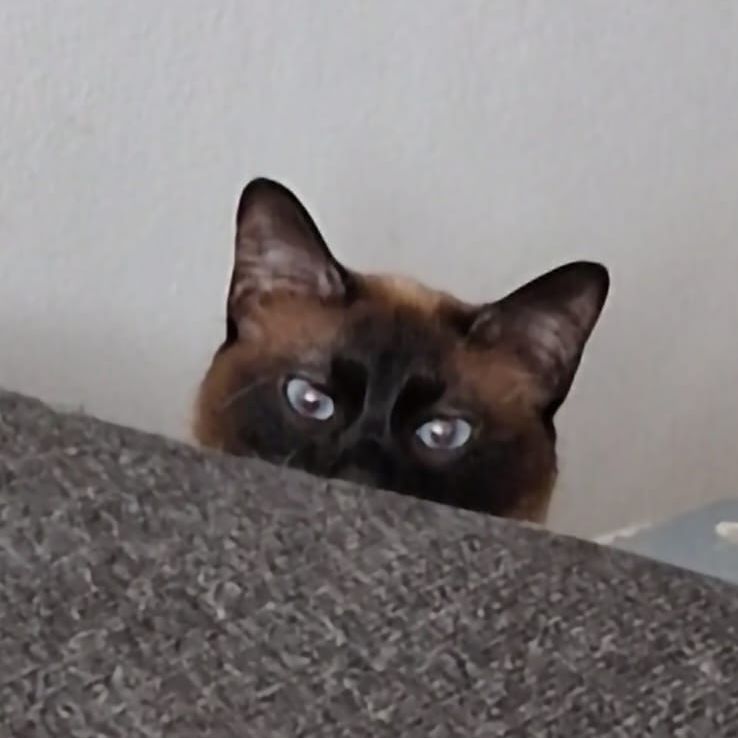 catlover_94