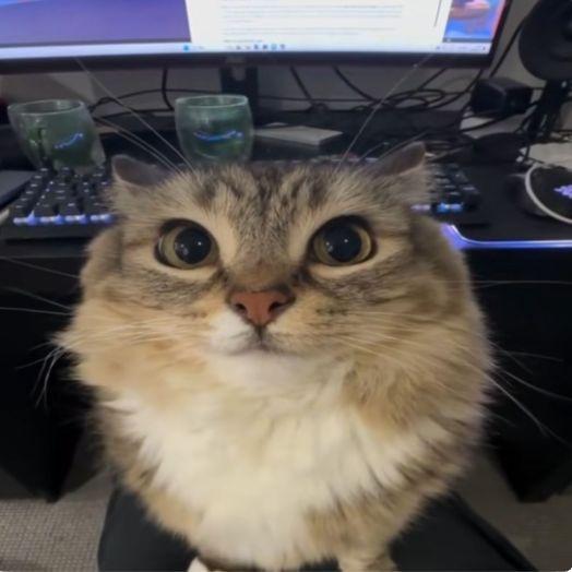 PotnuiChelik avatar