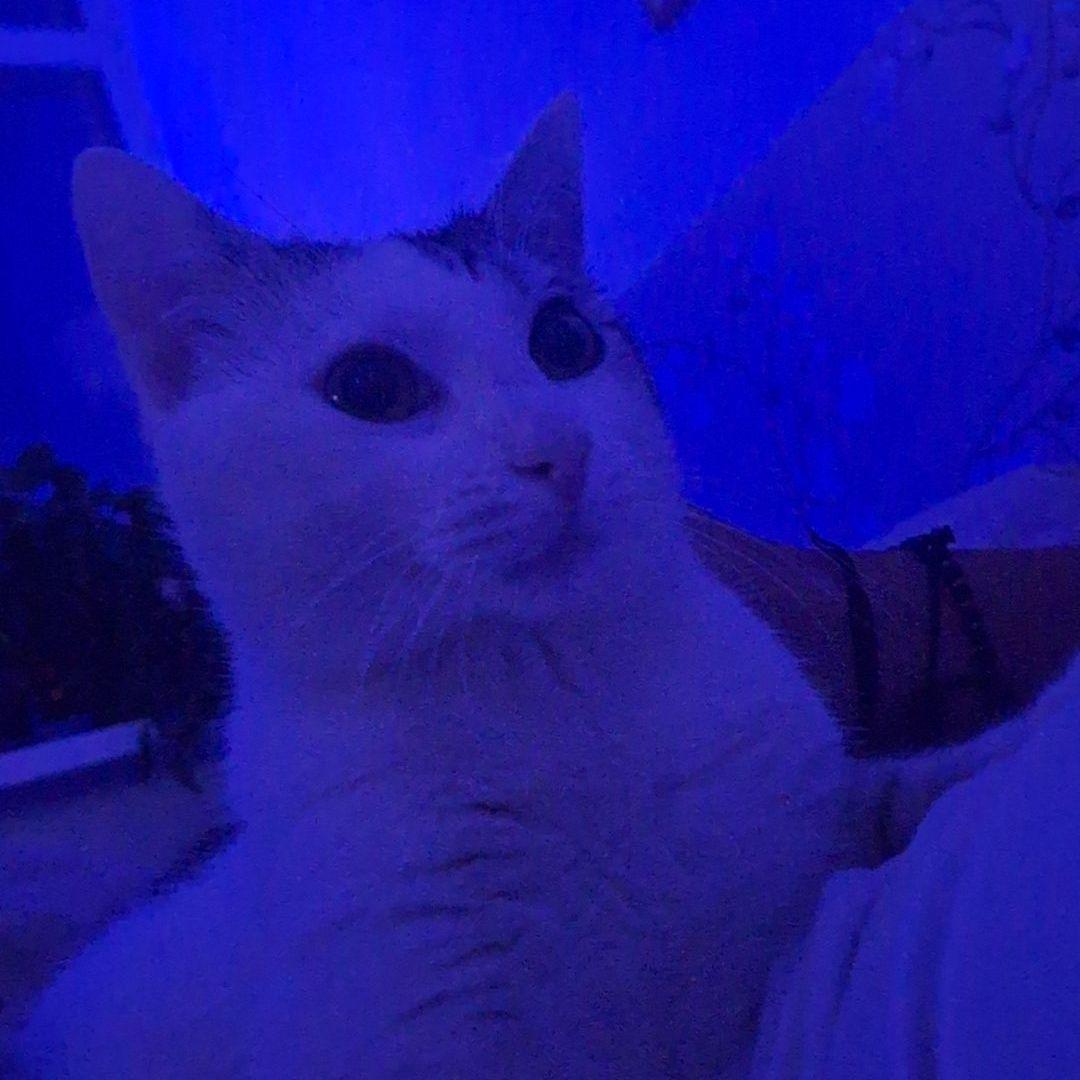 alexeeeywOw avatar