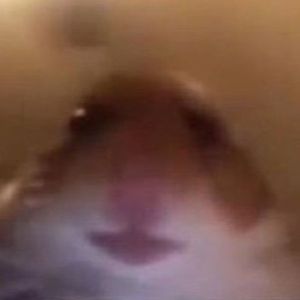 PigChump