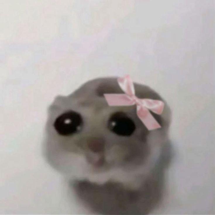 Player sadhamster avatar