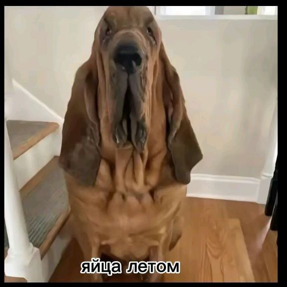 _p_o_p