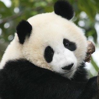 Panda___