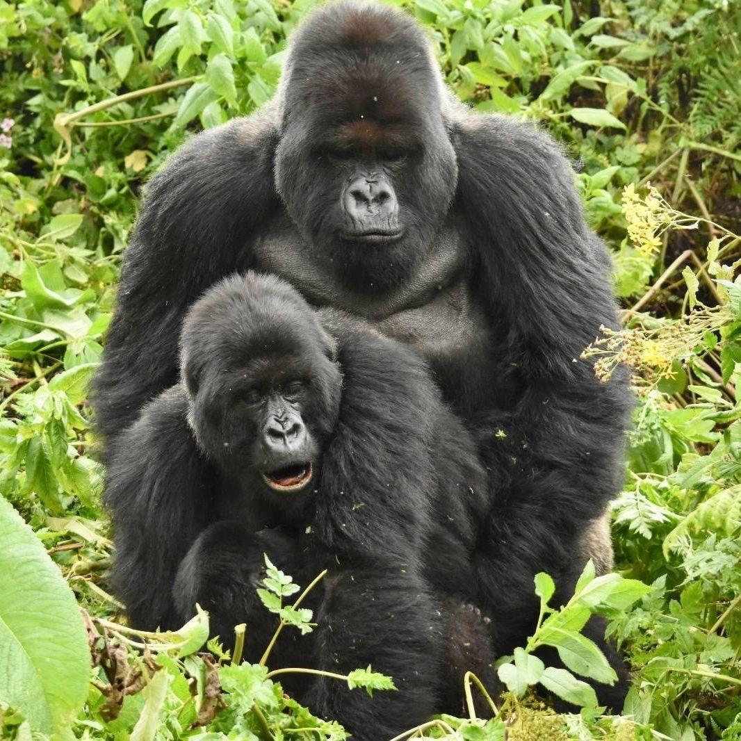 STOCKSAMERE avatar
