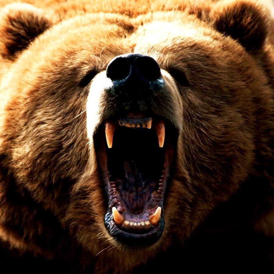 BIG_BALOO1