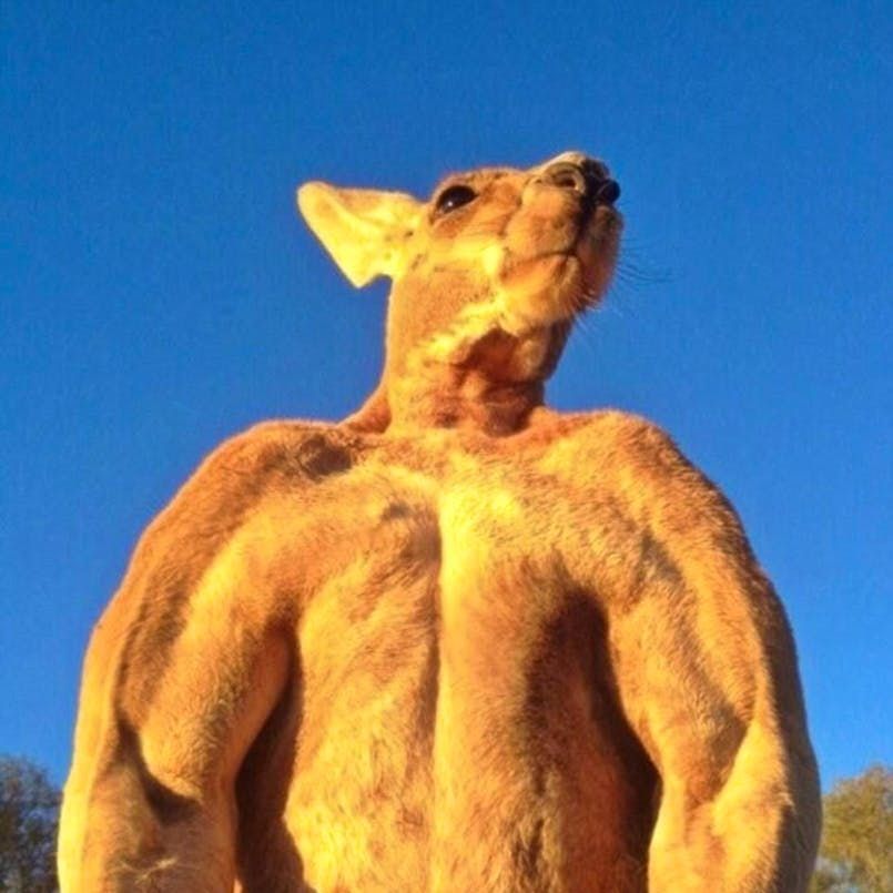 KANGOROOOO
