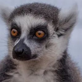 SteroidTiger