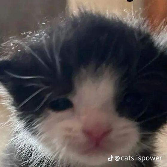kitsor05
