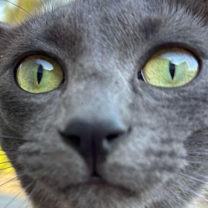 YoKololo avatar