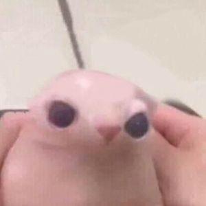 sgjontlas