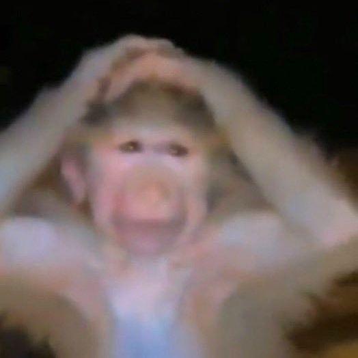 HaVaNaS avatar