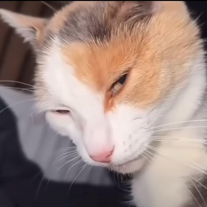 TiGeRboSSxo avatar