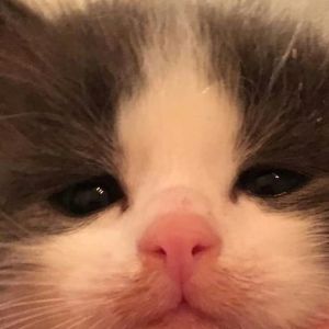 pppewwweqqq