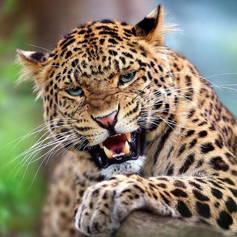 LeopardKilla FACEIT avatar