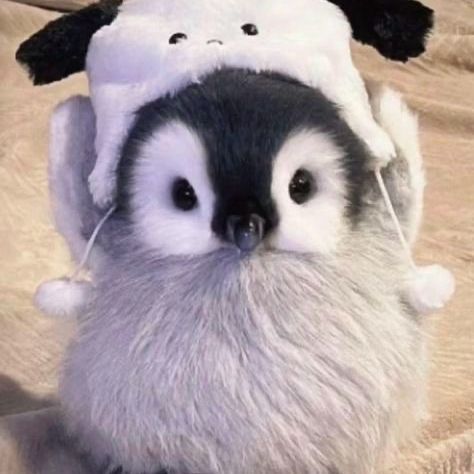 PENGUINKISS