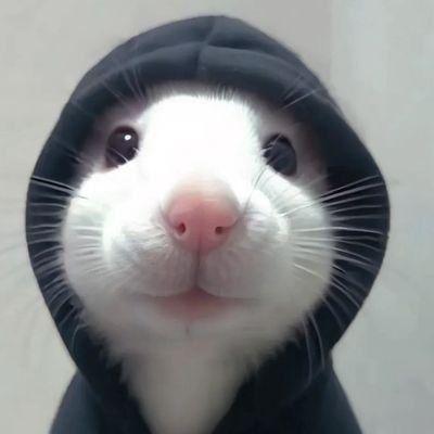 tabi avatar