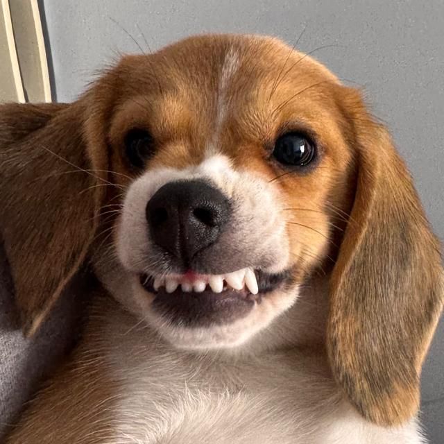 Mollie_