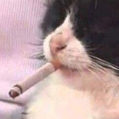 MeowDot