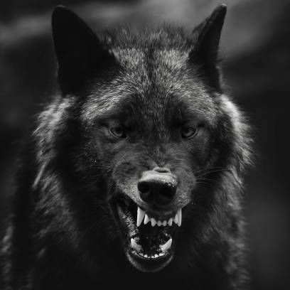 Grey Wolf