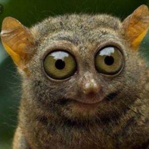 BaBJAGA avatar