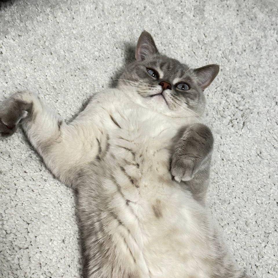 KitArtem