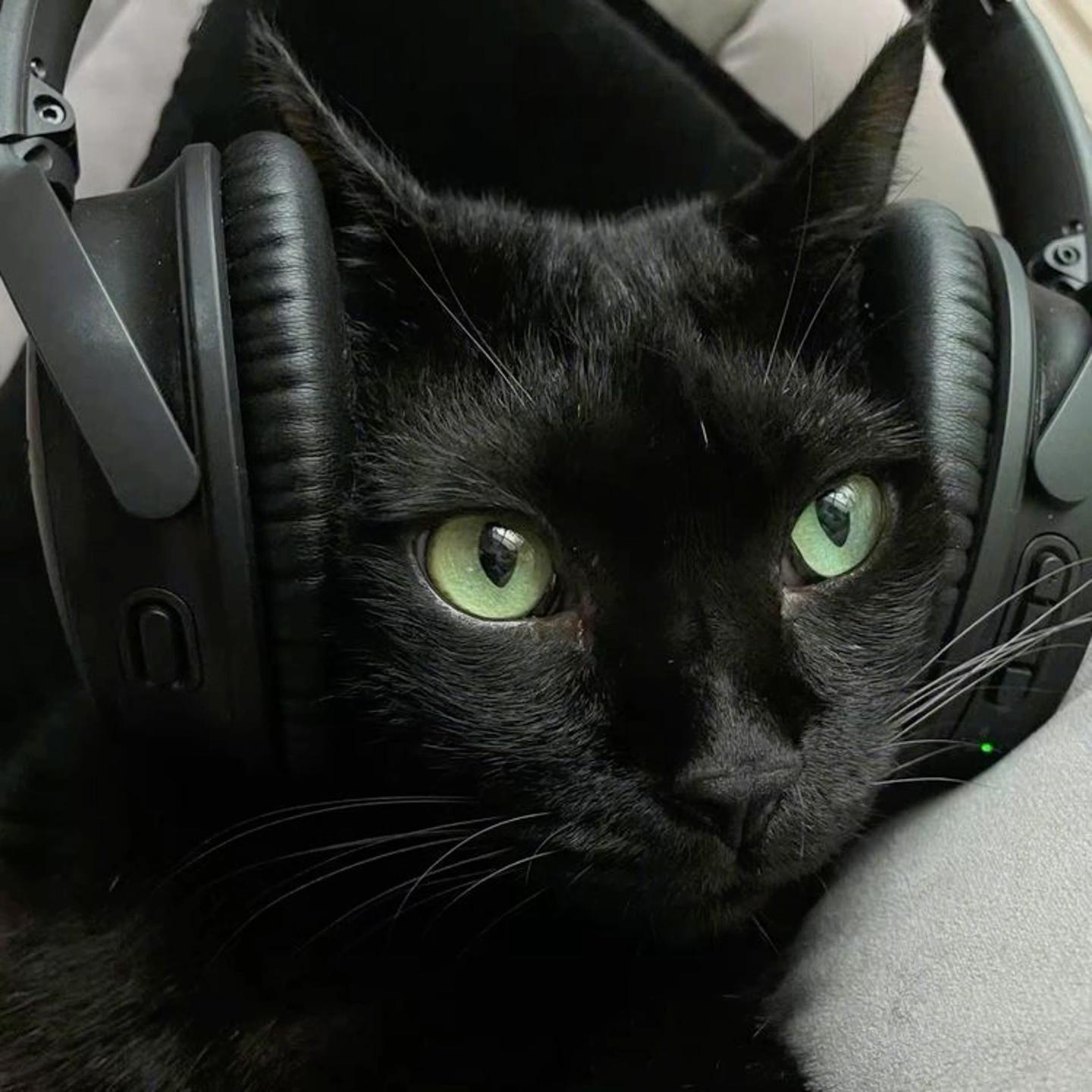 Xehxzy avatar