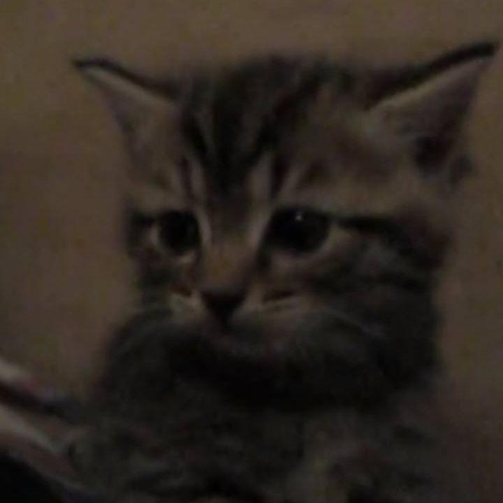 jjdsfokvfghs avatar