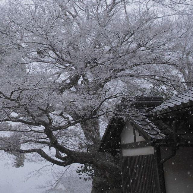 sayakoqq