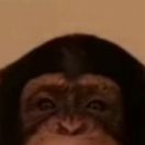 team_MonkeyPeekxD