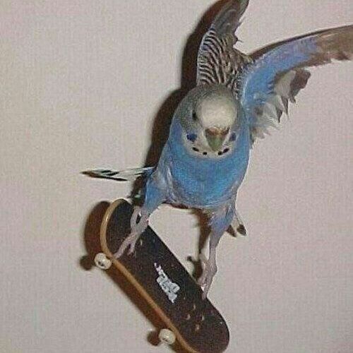 Spetz