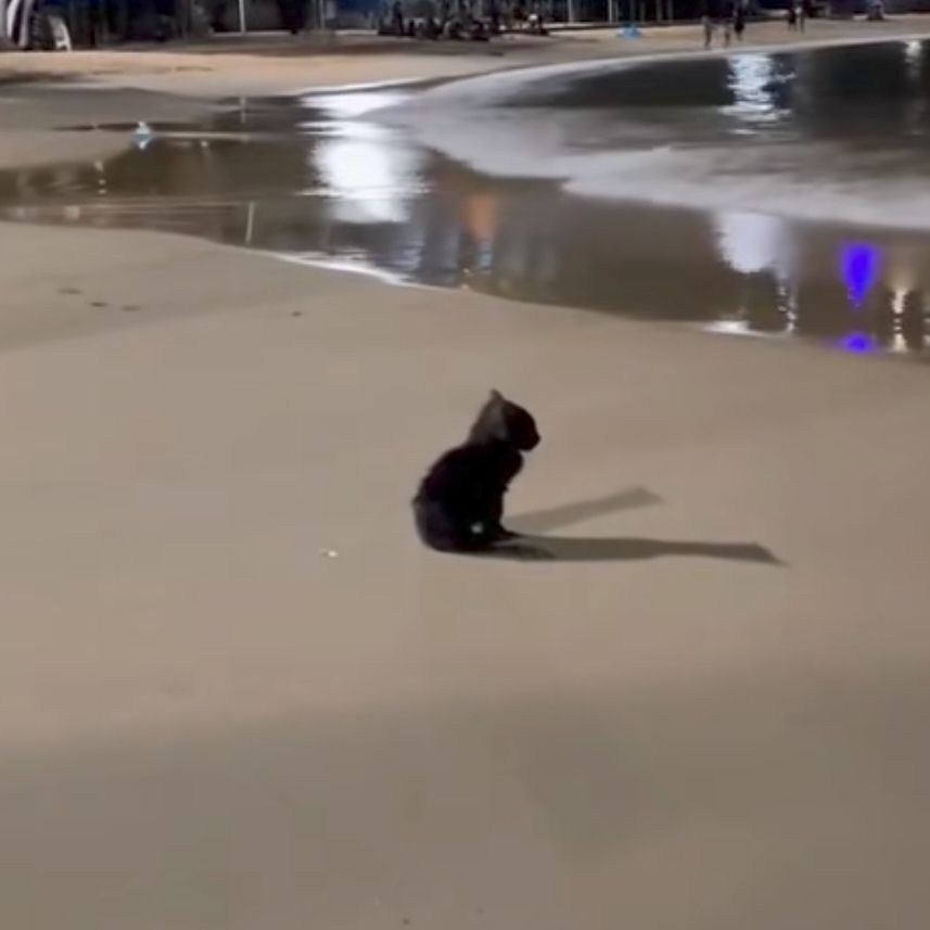kartonka