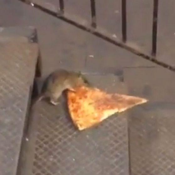 Pizza Rats