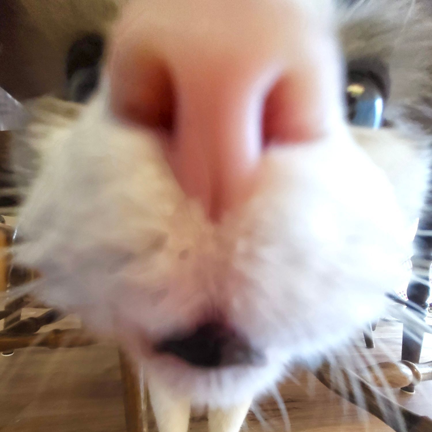 -Tuna-