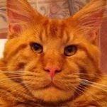 qq11111111 avatar