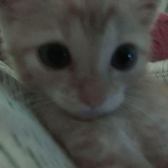 qwxnstqwess avatar