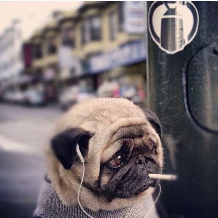 lublu_pupsik
