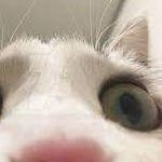 marakitty