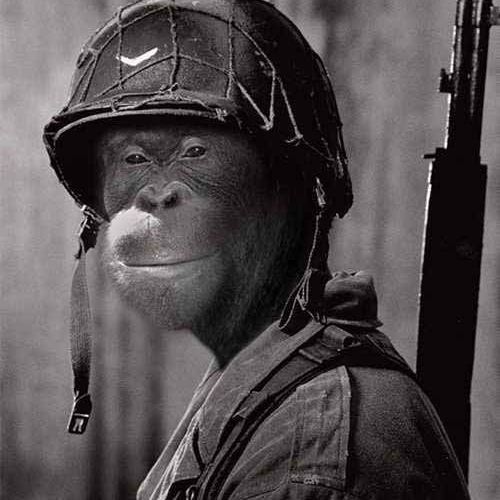 lazerdima800