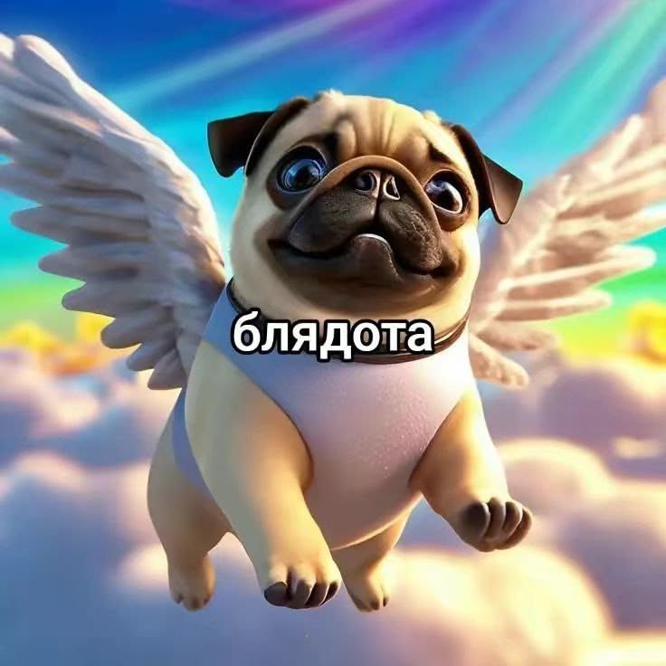 mayboff