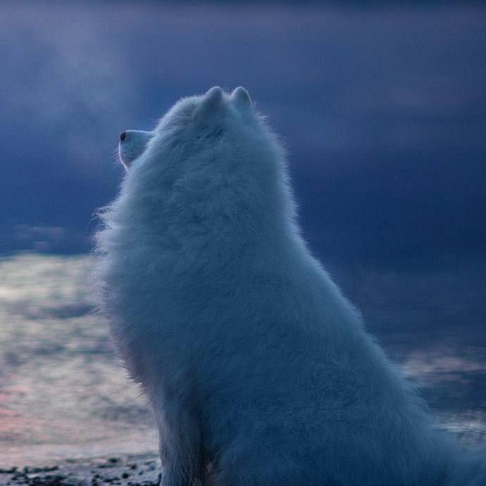 Samoyedus avatar