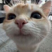 Nova- avatar