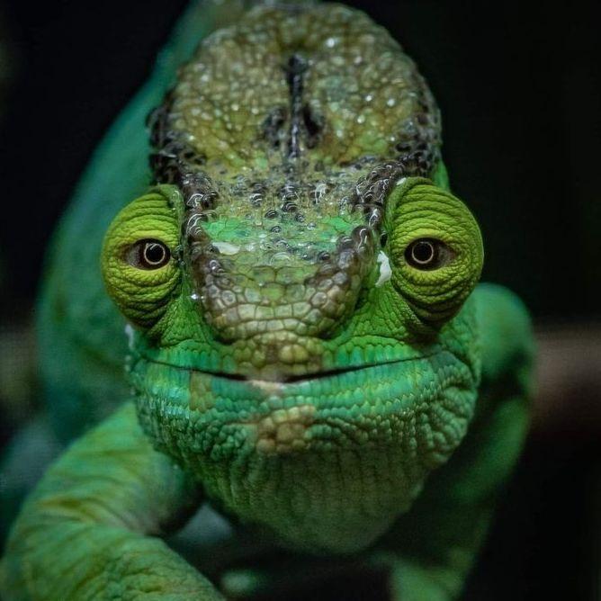 nubokara avatar
