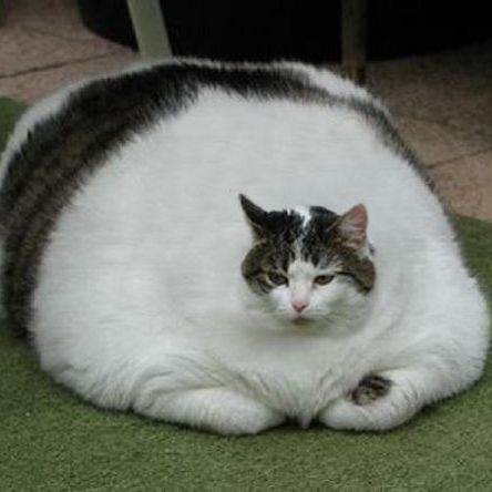 Gruby_Niutek