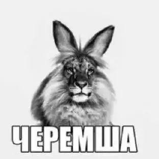BeCTU6UJl