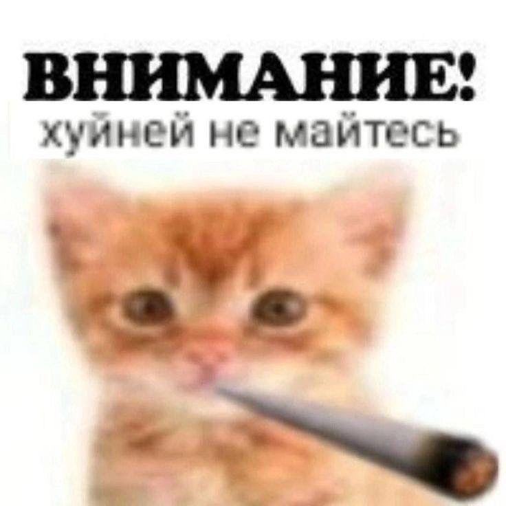 Prodryjok avatar