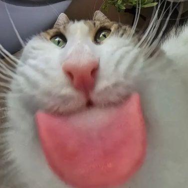 xXTiltSXx